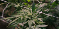 Green Growing: Sustainable Tips for Cultivating Cannabis