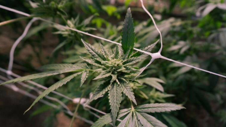 Green Growing: Sustainable Tips for Cultivating Cannabis