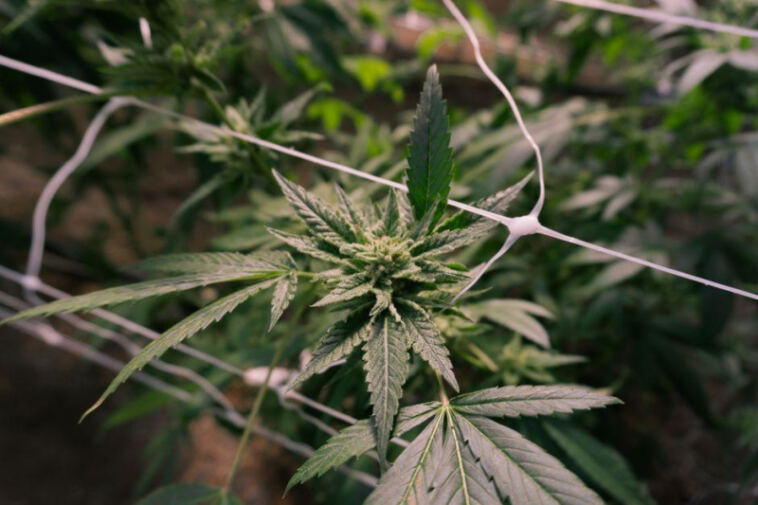 Green Growing: Sustainable Tips for Cultivating Cannabis