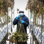 Green Giants: The Top Players in the Cannabis Industry