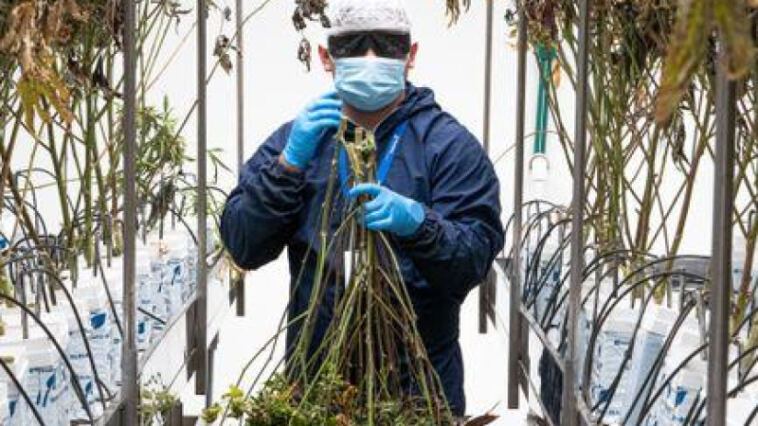 Green Giants: The Top Players in the Cannabis Industry
