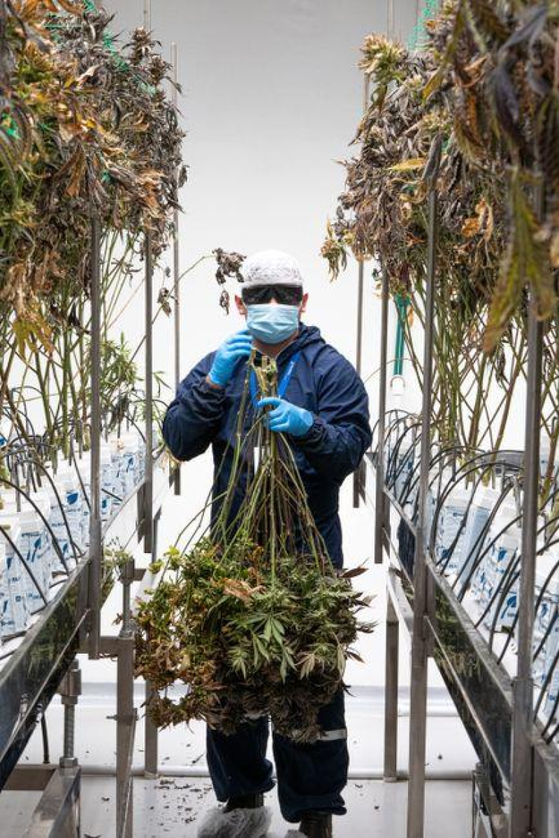 Green Giants: The Top Players in the Cannabis Industry
