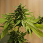 The Green Thumb Revolution: Embracing Legal Home Cannabis Cultivation
