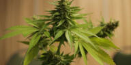 The Green Thumb Revolution: Embracing Legal Home Cannabis Cultivation