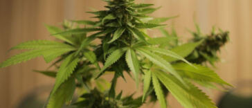 The Green Thumb Revolution: Embracing Legal Home Cannabis Cultivation
