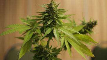 The Green Thumb Revolution: Embracing Legal Home Cannabis Cultivation