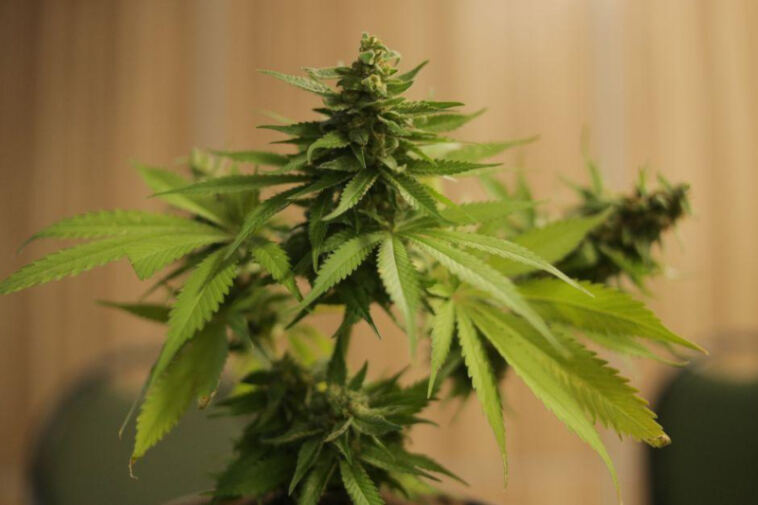 The Green Thumb Revolution: Embracing Legal Home Cannabis Cultivation
