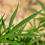 The High Influence: Cannabis’s Impact on Cultural Trends