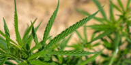 The High Influence: Cannabis’s Impact on Cultural Trends