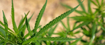 The High Influence: Cannabis’s Impact on Cultural Trends