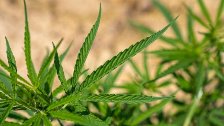The High Influence: Cannabis’s Impact on Cultural Trends