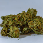 The Ultimate Guide to Powerhouse Cannabis Strains