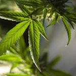 Cannabis Connoisseurs Delight: Gourmet Edibles