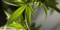 Cannabis Connoisseurs Delight: Gourmet Edibles
