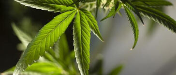 Cannabis Connoisseurs Delight: Gourmet Edibles