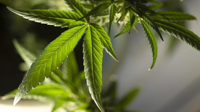 Cannabis Connoisseurs Delight: Gourmet Edibles