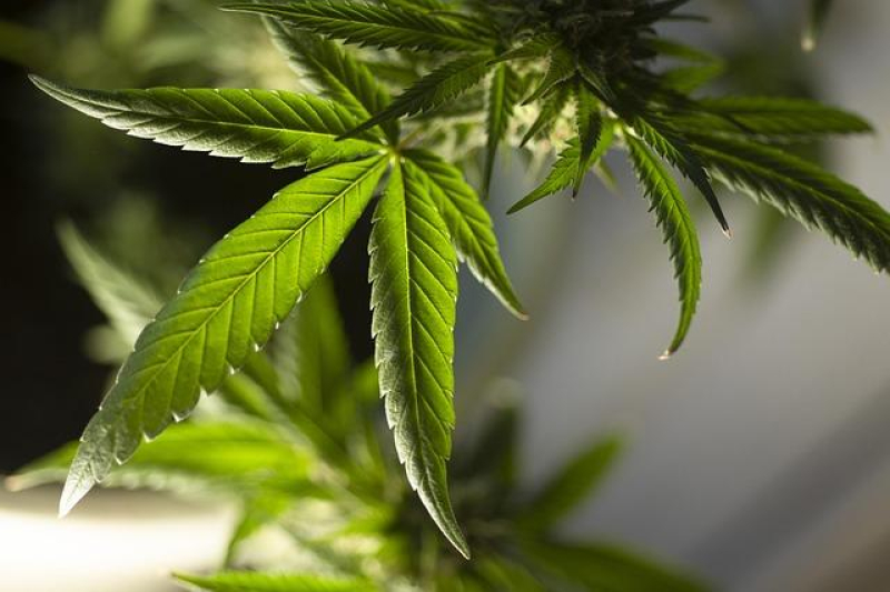 Cannabis Connoisseurs Delight: Gourmet Edibles