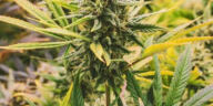 Exploring the Intersection of Cannabis and Virtual Realms