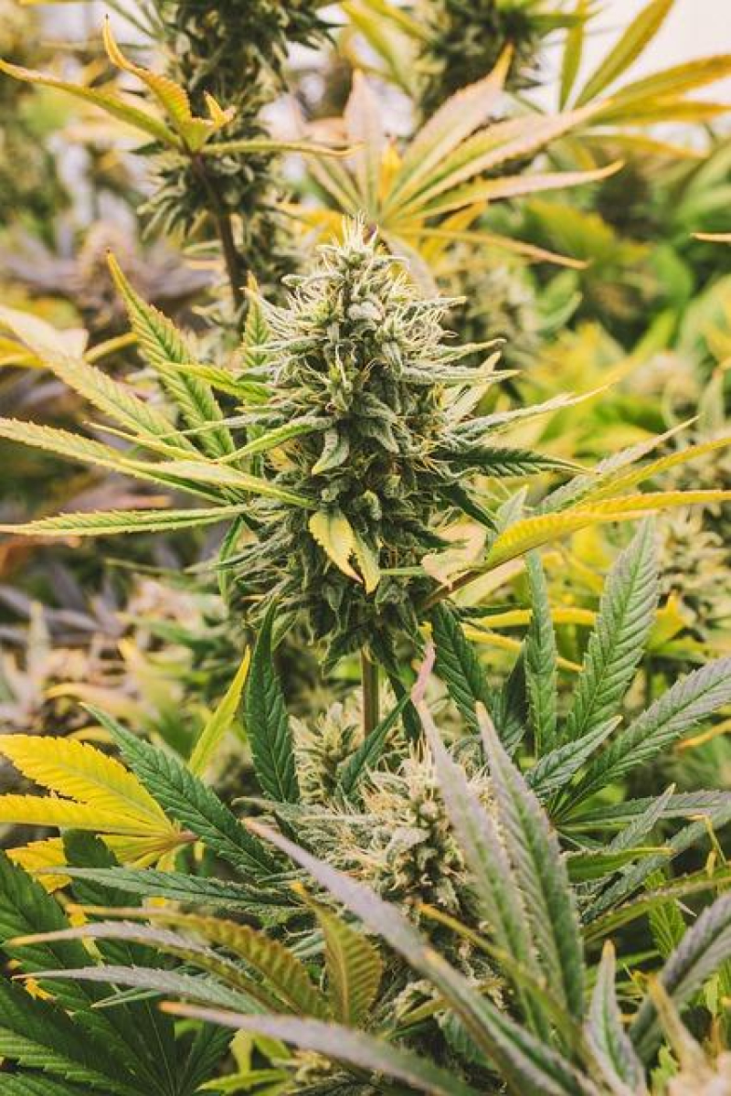 Exploring the Intersection of Cannabis and Virtual Realms