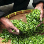 The Art of Cannabis Harvesting: When and How