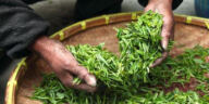 The Art of Cannabis Harvesting: When and How
