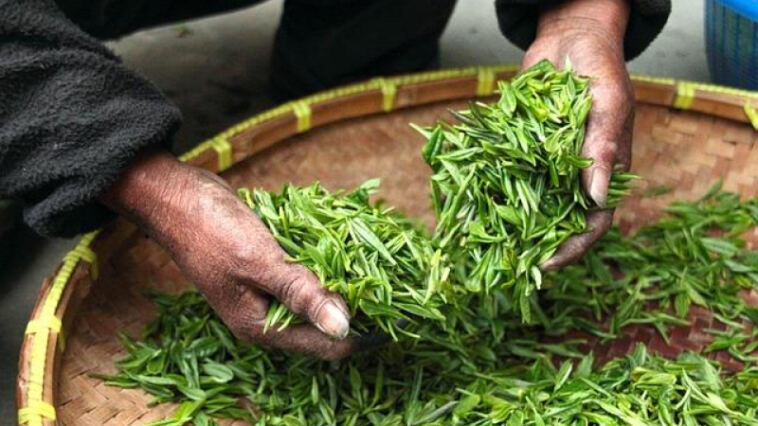 The Art of Cannabis Harvesting: When and How
