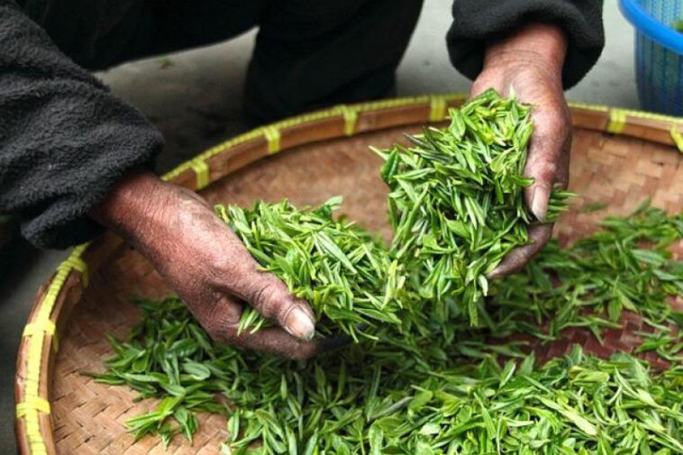 The Art of Cannabis Harvesting: When and How