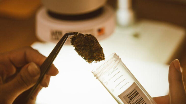 The Latest in Cannabis Clinical Research