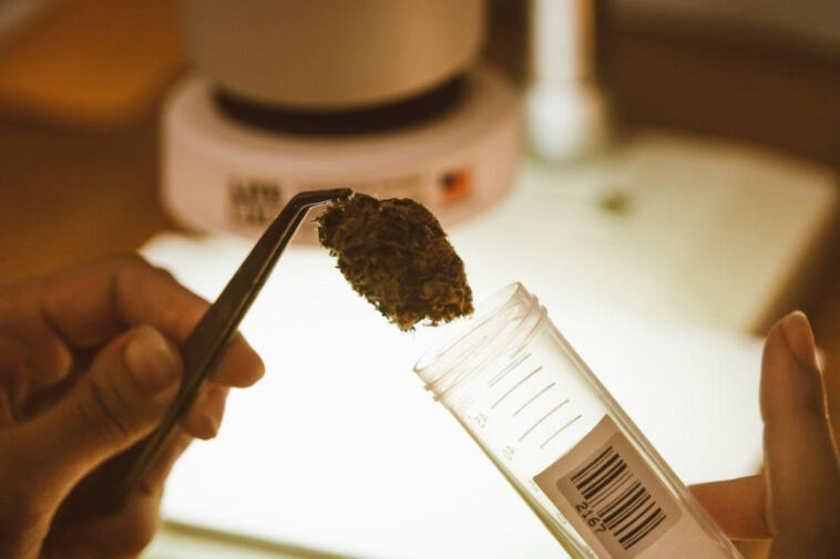 The Latest in Cannabis Clinical Research