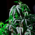 Cannabis and Psilocybin Microdosing: The New Frontier