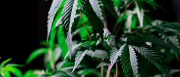Cannabis and Psilocybin Microdosing: The New Frontier