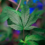 Highly Recommended: Top Cannabis-friendly Travel Spots