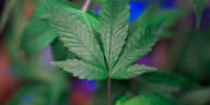 Highly Recommended: Top Cannabis-friendly Travel Spots