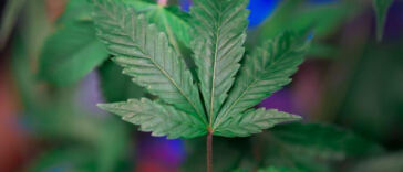 Highly Recommended: Top Cannabis-friendly Travel Spots