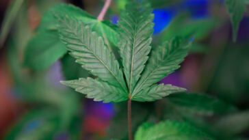 Highly Recommended: Top Cannabis-friendly Travel Spots