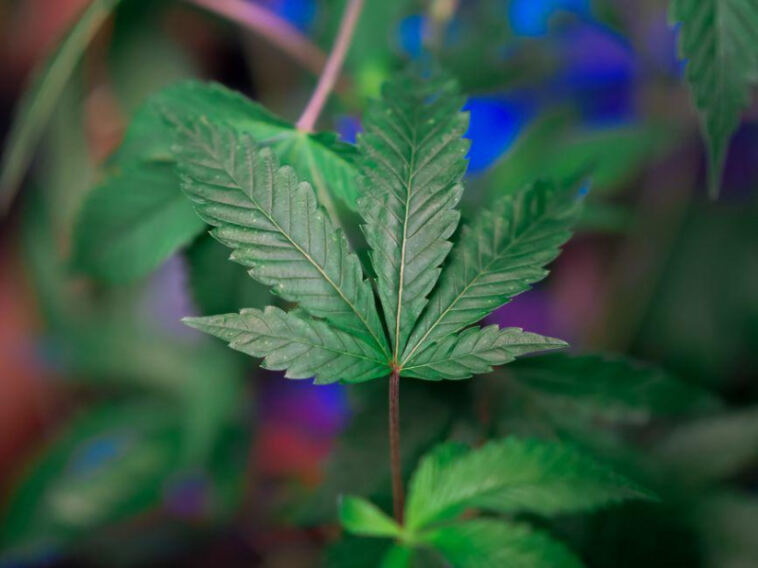 Highly Recommended: Top Cannabis-friendly Travel Spots