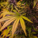 Golden Relief: Cannabis for Senior Pain Management