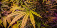 Golden Relief: Cannabis for Senior Pain Management