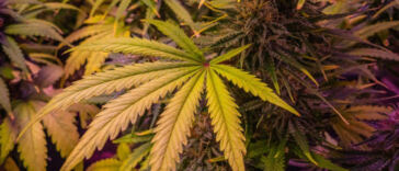 Golden Relief: Cannabis for Senior Pain Management