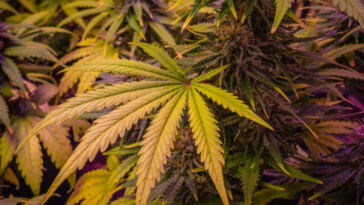 Golden Relief: Cannabis for Senior Pain Management