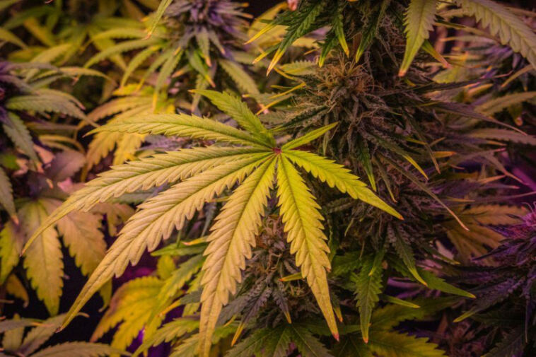 Golden Relief: Cannabis for Senior Pain Management