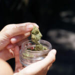 Green Revolution: Activists Paving the Way for Cannabis Policy Reform