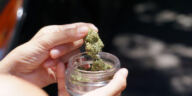 Green Revolution: Activists Paving the Way for Cannabis Policy Reform
