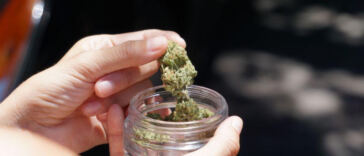 Green Revolution: Activists Paving the Way for Cannabis Policy Reform
