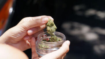 Green Revolution: Activists Paving the Way for Cannabis Policy Reform