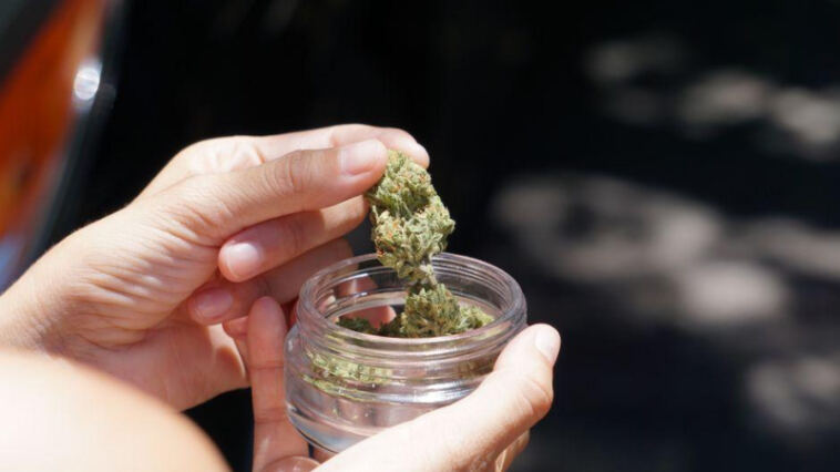 Green Revolution: Activists Paving the Way for Cannabis Policy Reform