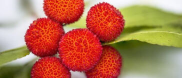Unlocking the Mystery: Testing Cannabis Edible Potency