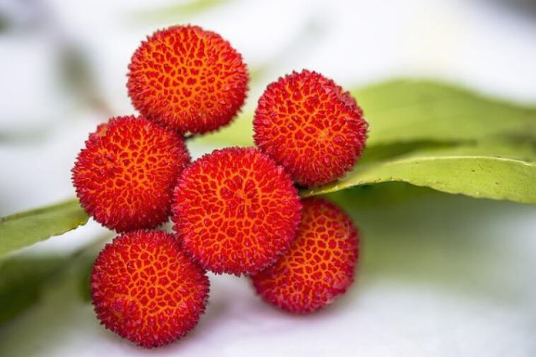 Unlocking the Mystery: Testing Cannabis Edible Potency