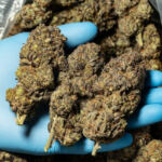 Mellow Microdosing: Choosing the Best Cannabis Strains