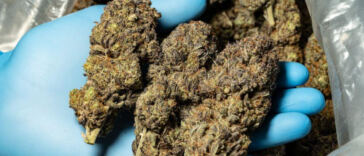 Mellow Microdosing: Choosing the Best Cannabis Strains